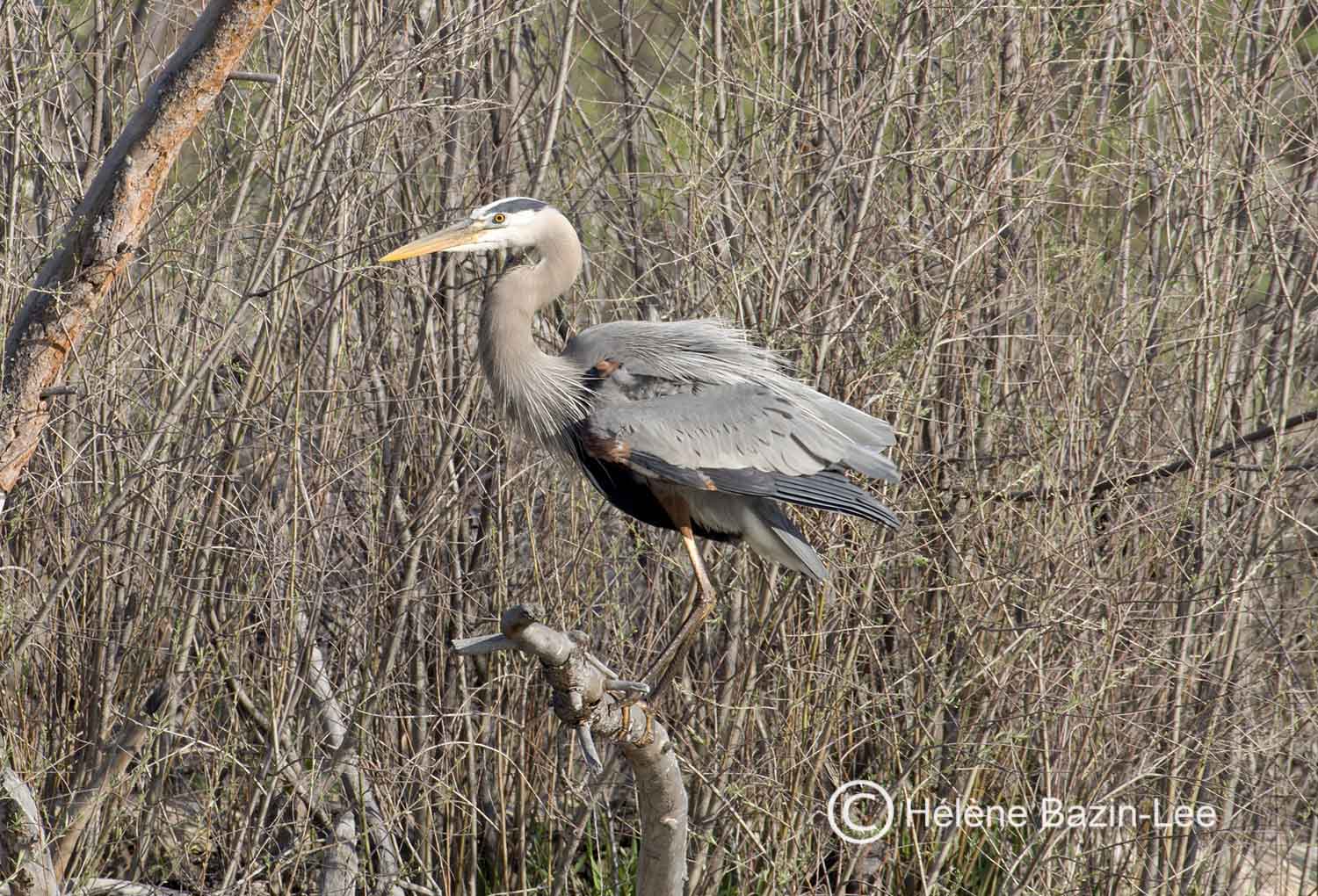 Great Blue Heron