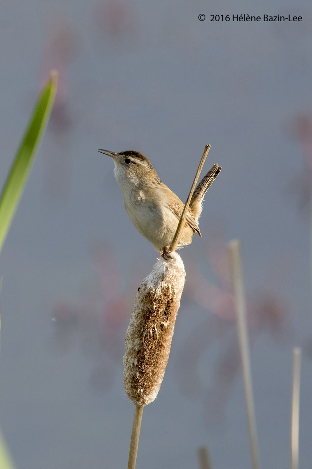 Marsh Wren