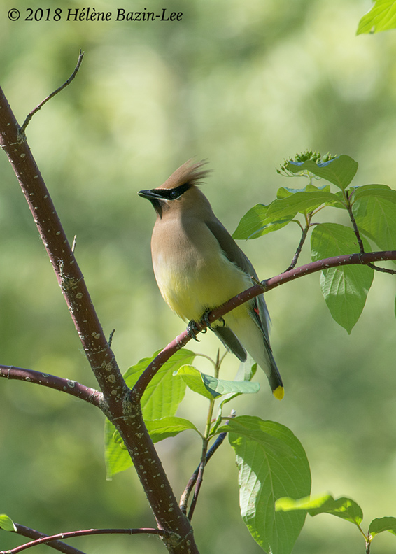 Cedar Waxwing