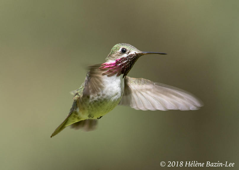 Calliope Hummingbird