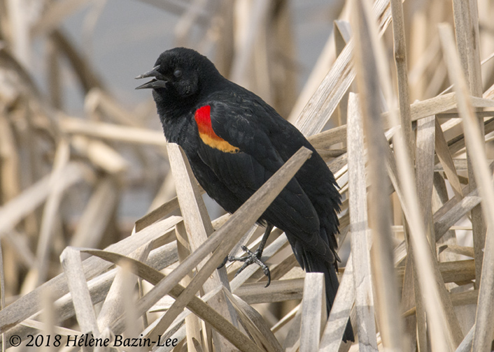 Red-Winged Blackbird