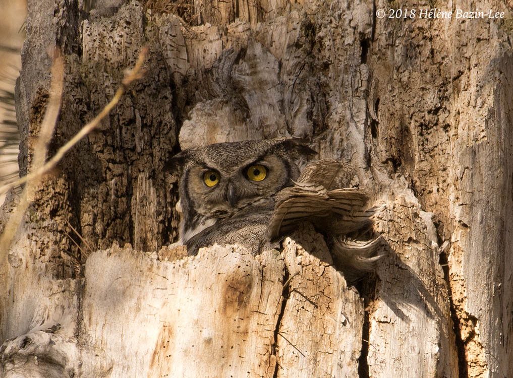 Great Horned Owl