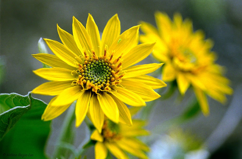 Arrowleaf Balsamroot 