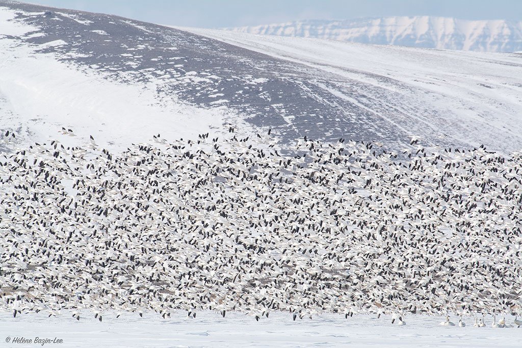 Snow Geese Migration