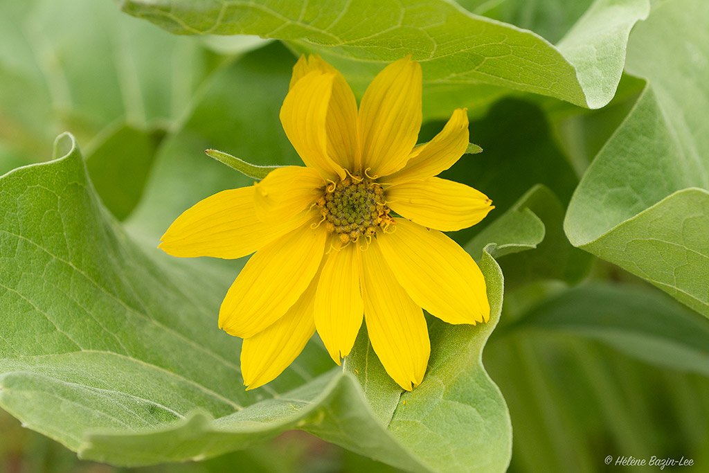 Arrowleaf Balsamroot 