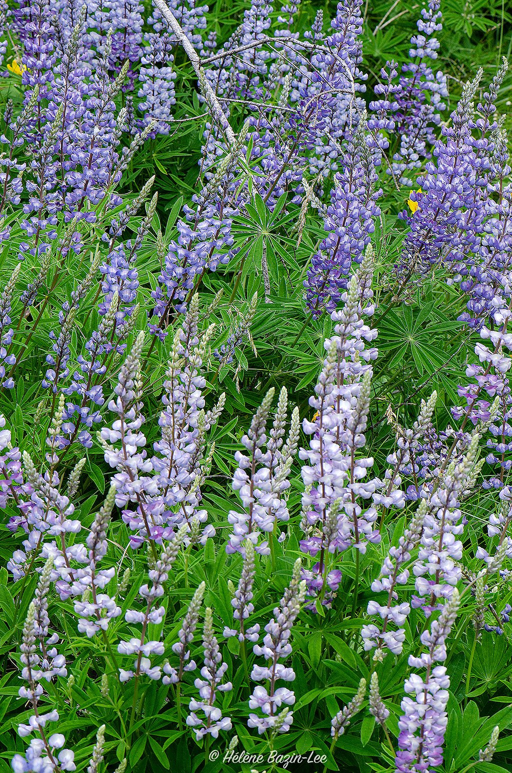 Wild Lupines