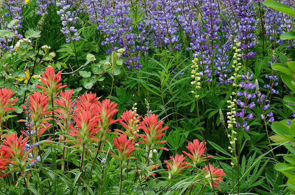 Indian Paintbrush and Lupines