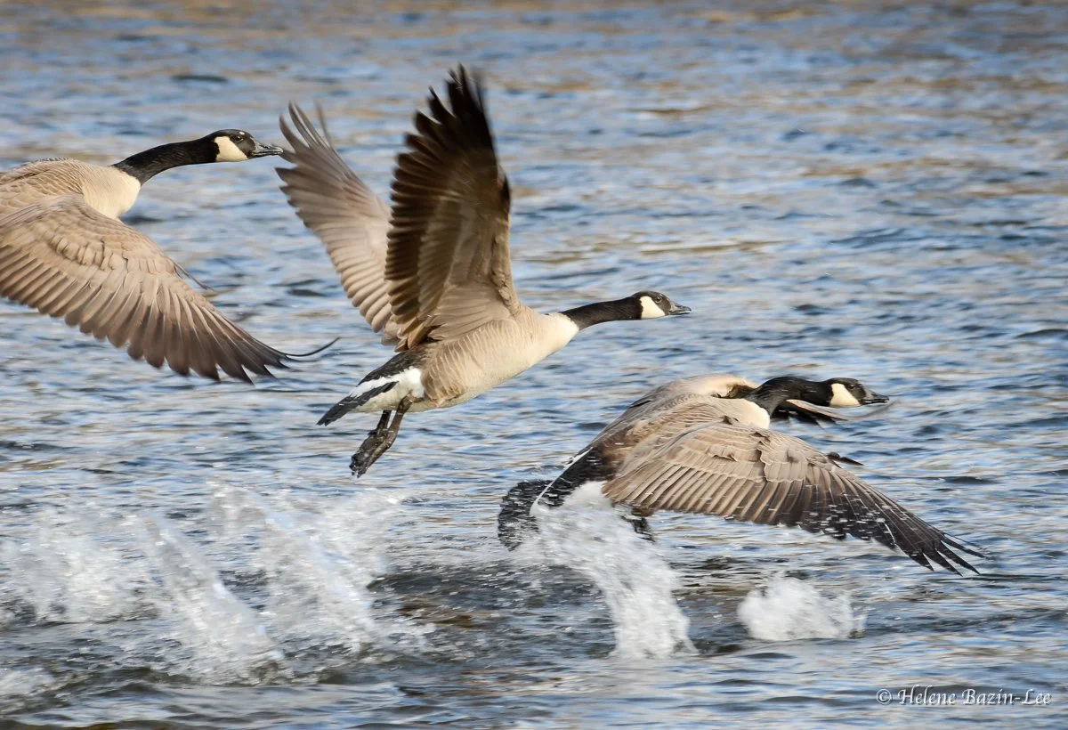 Goose-February 23, 2013-0028.jpg