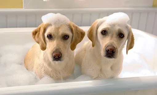 labs in tub.jpg