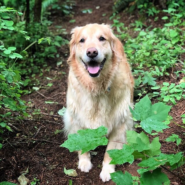 Play &amp; Spa Day Guest: Sam, we had a wonderful time on the play yard and finished off his day with refreshing bath. 🐾❤️ #bathday #play-n-spa #goldenretriever