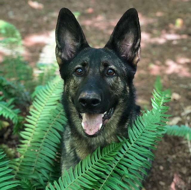 Guest: Willow, it took a while but we finally got her tired. She is quite an athlete and had no issues running up and down the hillside to fetch whatever we threw.🐾❤️🎾
#germanshepherd #fetch #letsplay