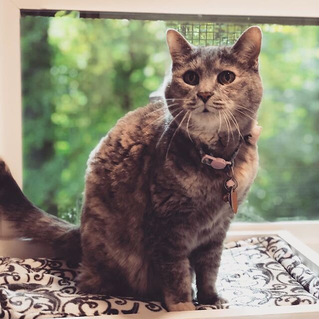 Cattery Guest: Joy, She loves the perches and-window seat. 
#roomwithaview #sopretty #KTICattery