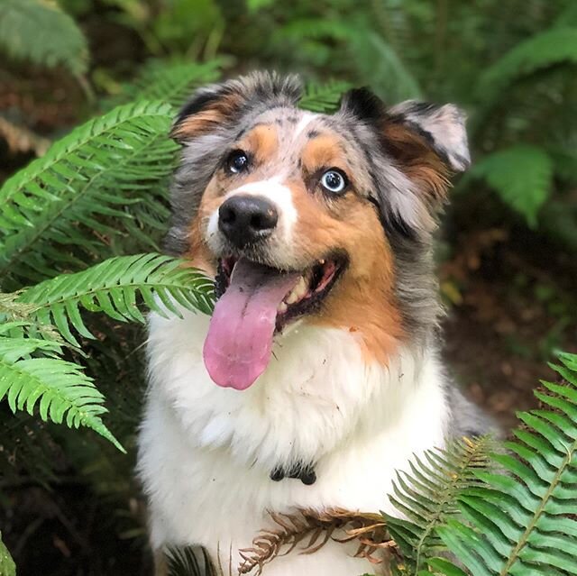 Guest: Kermit, One of the worst things we have to do is say goodbye. Kermit is moving out of state with his wonderful people. We are going to miss them but know they&rsquo;re onto a  new adventure. 🐾❤️👋 #sayinggoodbye #gonamissyou #australianshephe