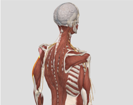 Physiatry and Sports Medicine Interest Group
