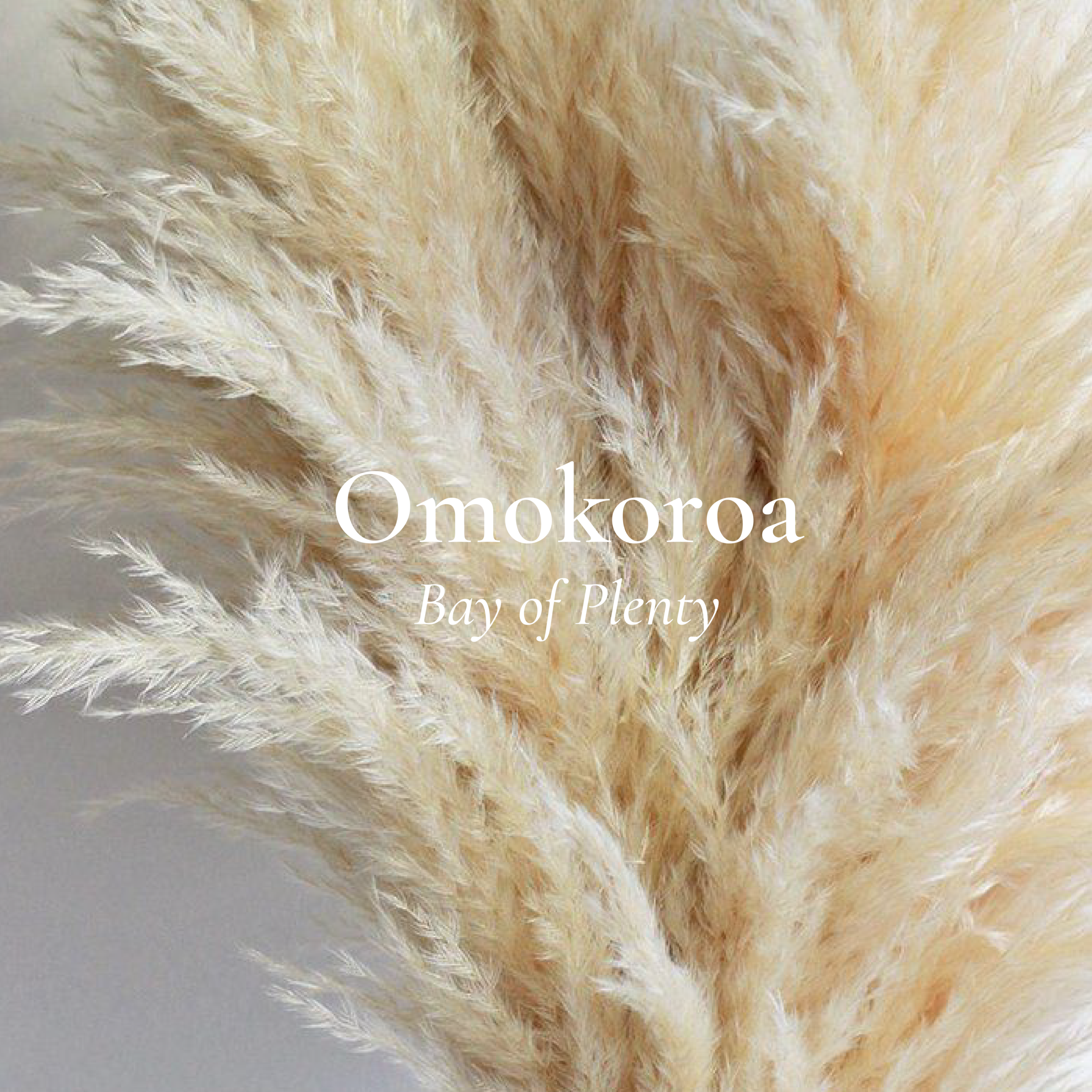 Omokoroa-05.png