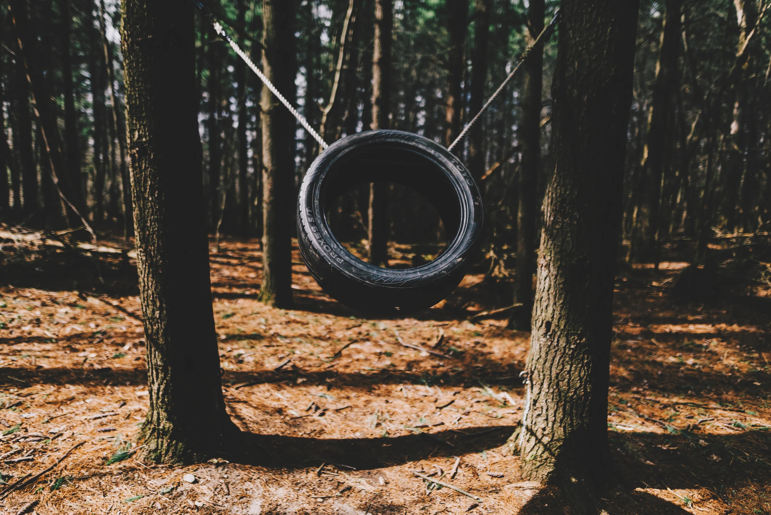 perfect forest.jpg