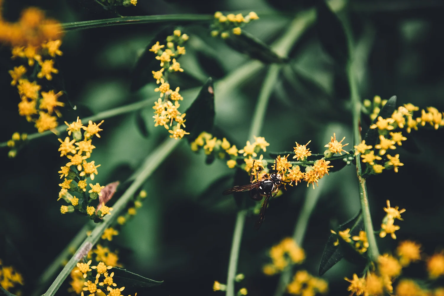 SLYVAN ESSO-23_WEB.jpg