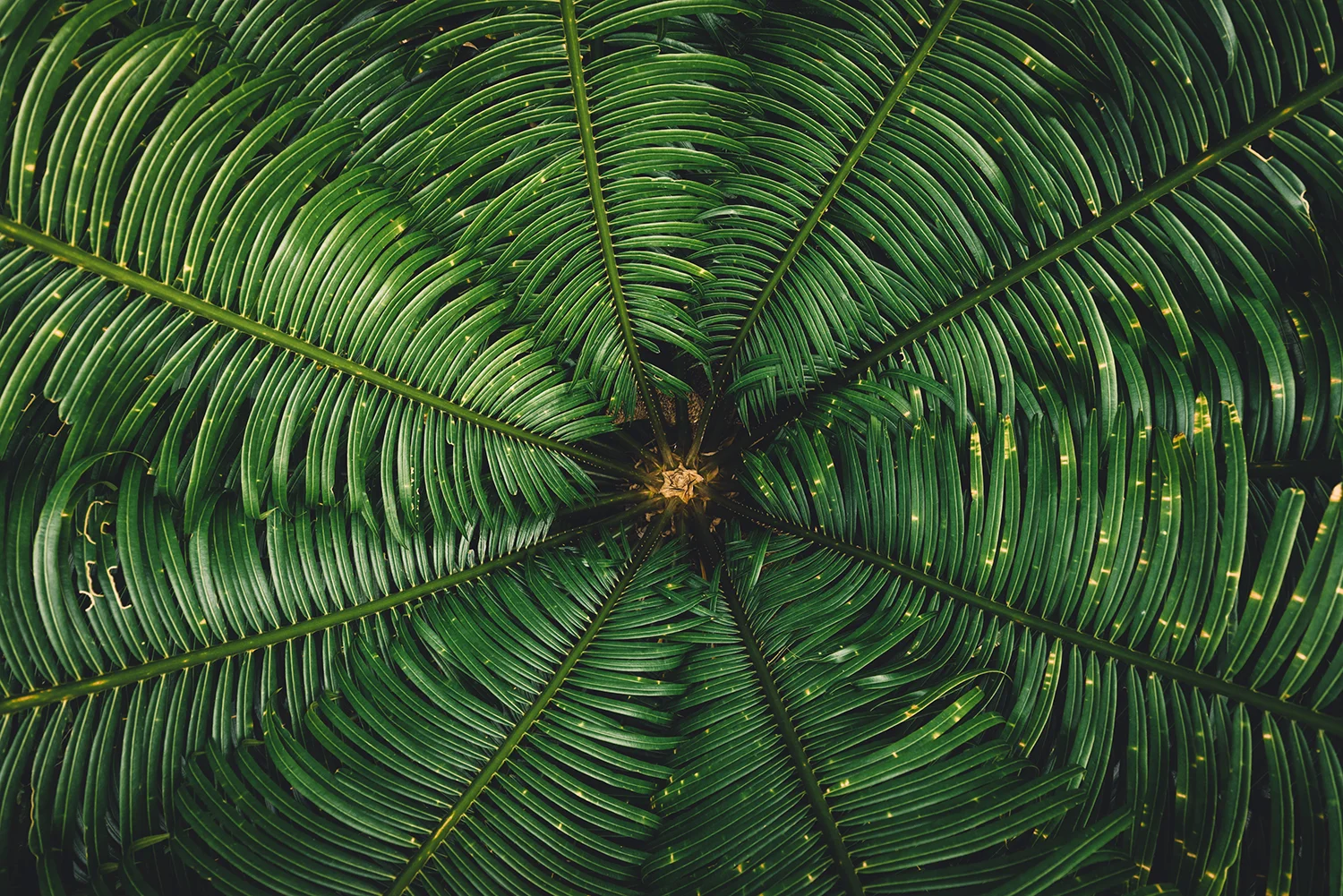 SLYVAN ESSO-15WEB.jpg