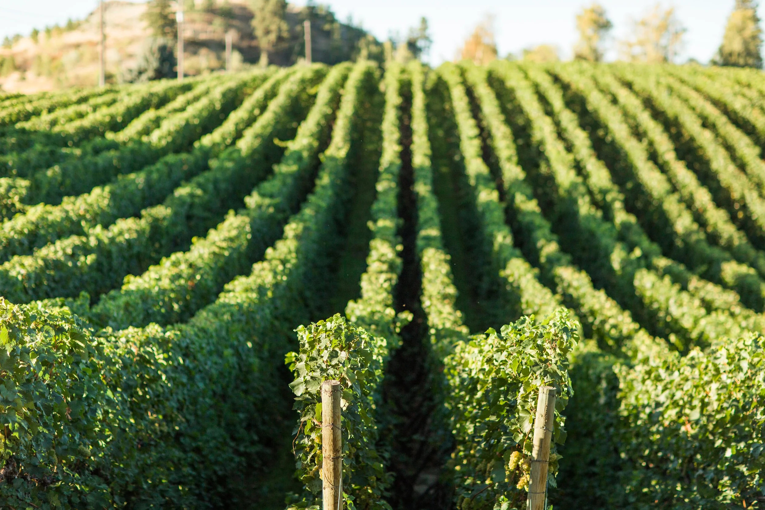 20160915_BC Wine Institute - Southern Okanangan-1226.jpg