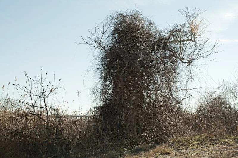 J UBOKKO. A vampire tree