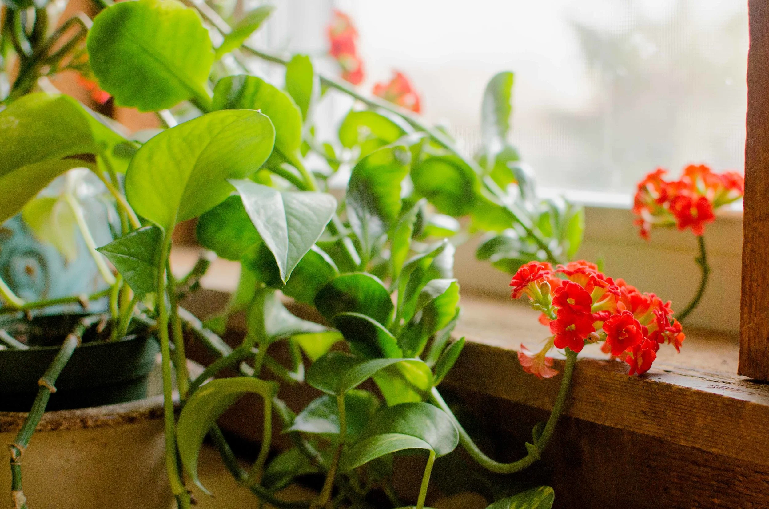 Photo Credit Rebecca Trumbull