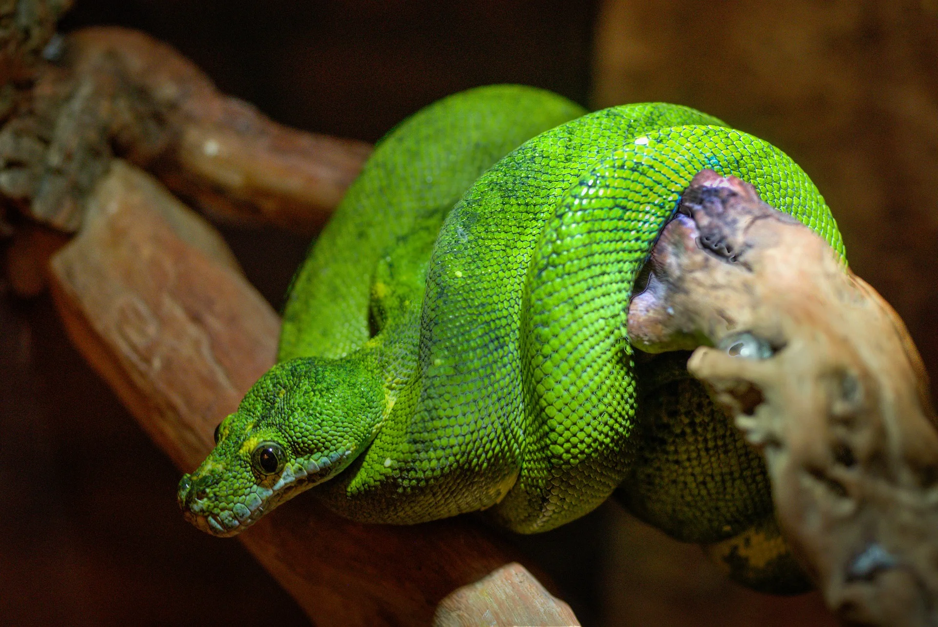 Image by Rudy and Peter Skitterians from Pixabay