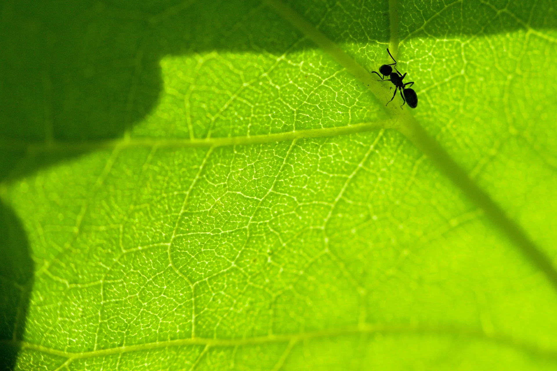 Image by Martin Melicherik from Pixabay