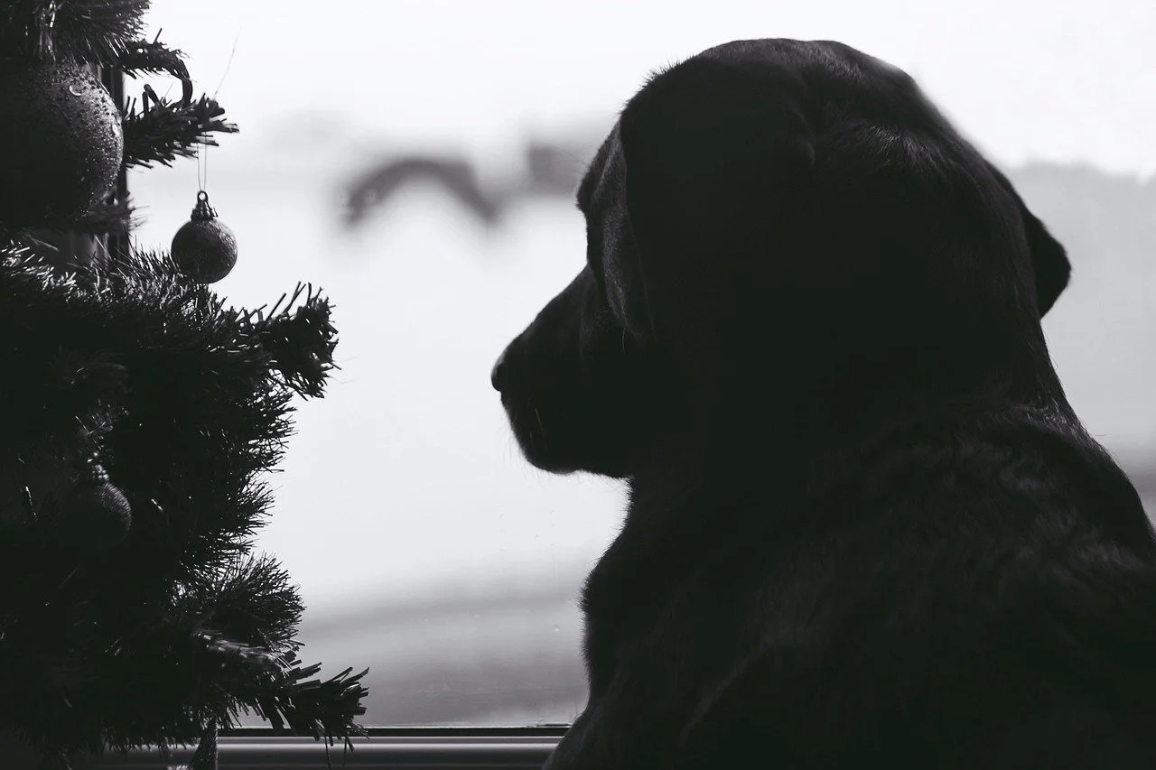 dog-1115700_1280.jpg