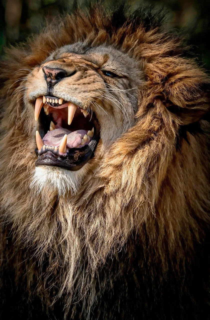 lion-6104914_1280.jpg