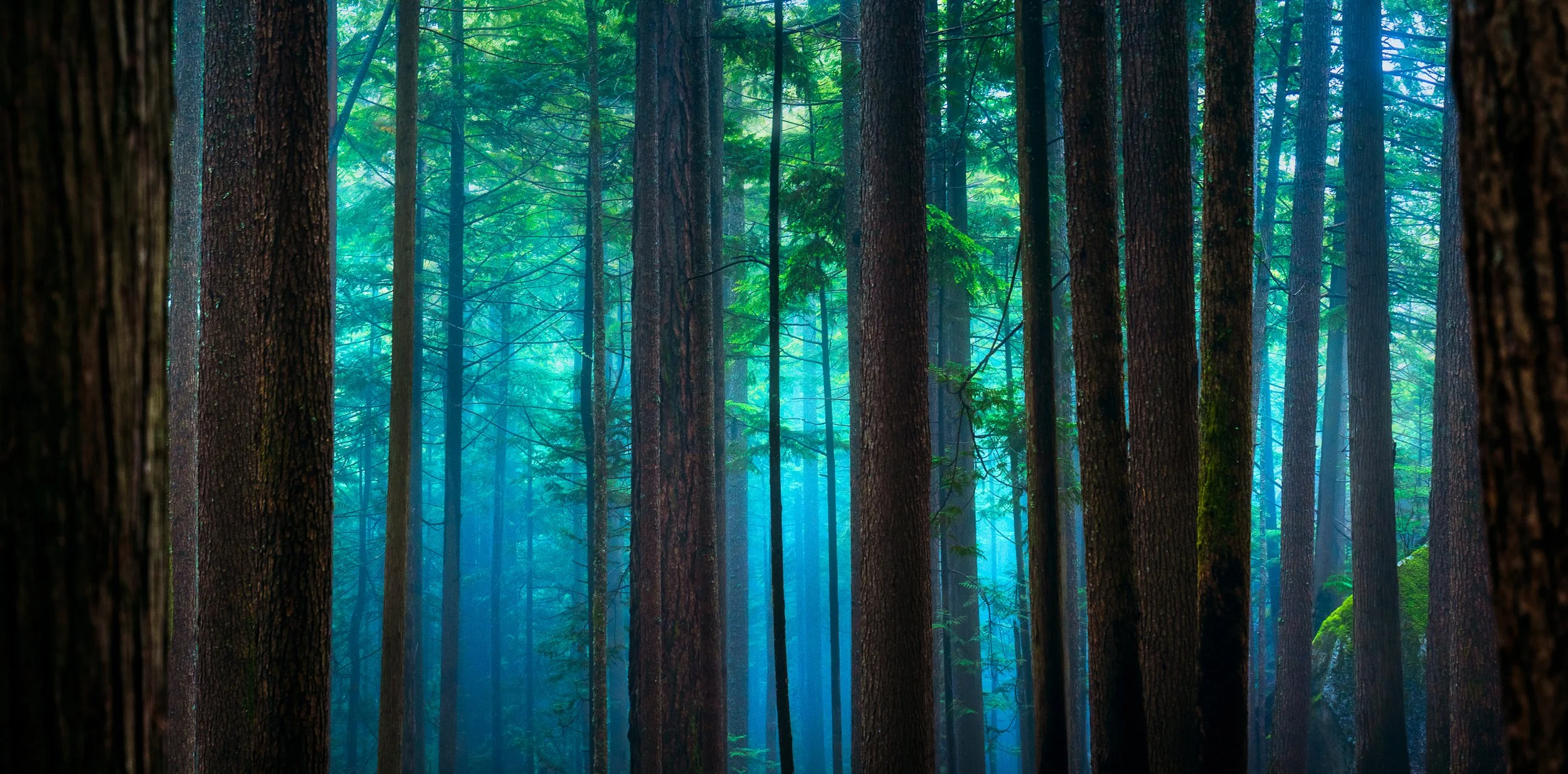 SquamishFog_web-TAV08425.jpg