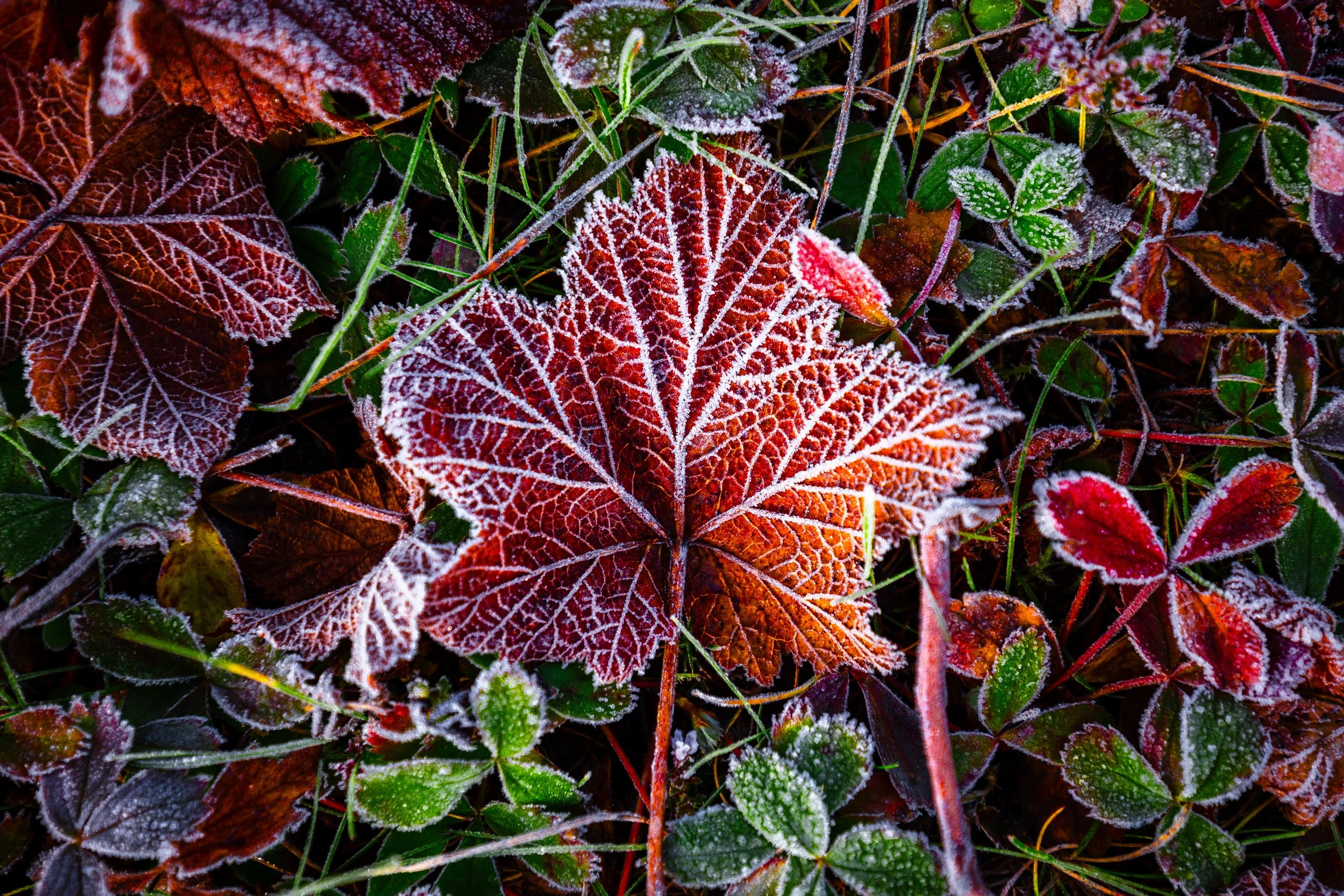 Alpine Maple (c)TalVardi.jpg