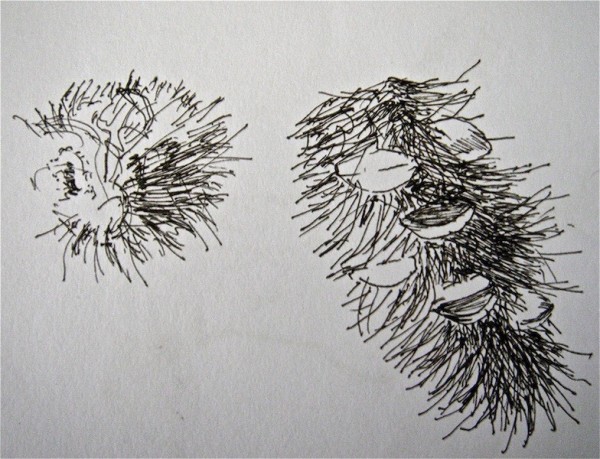 Banksia Men