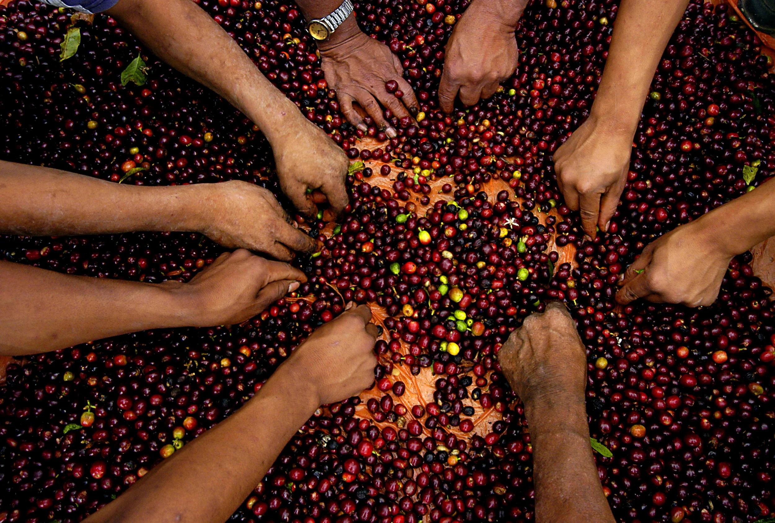 Coffee-harvest.jpg