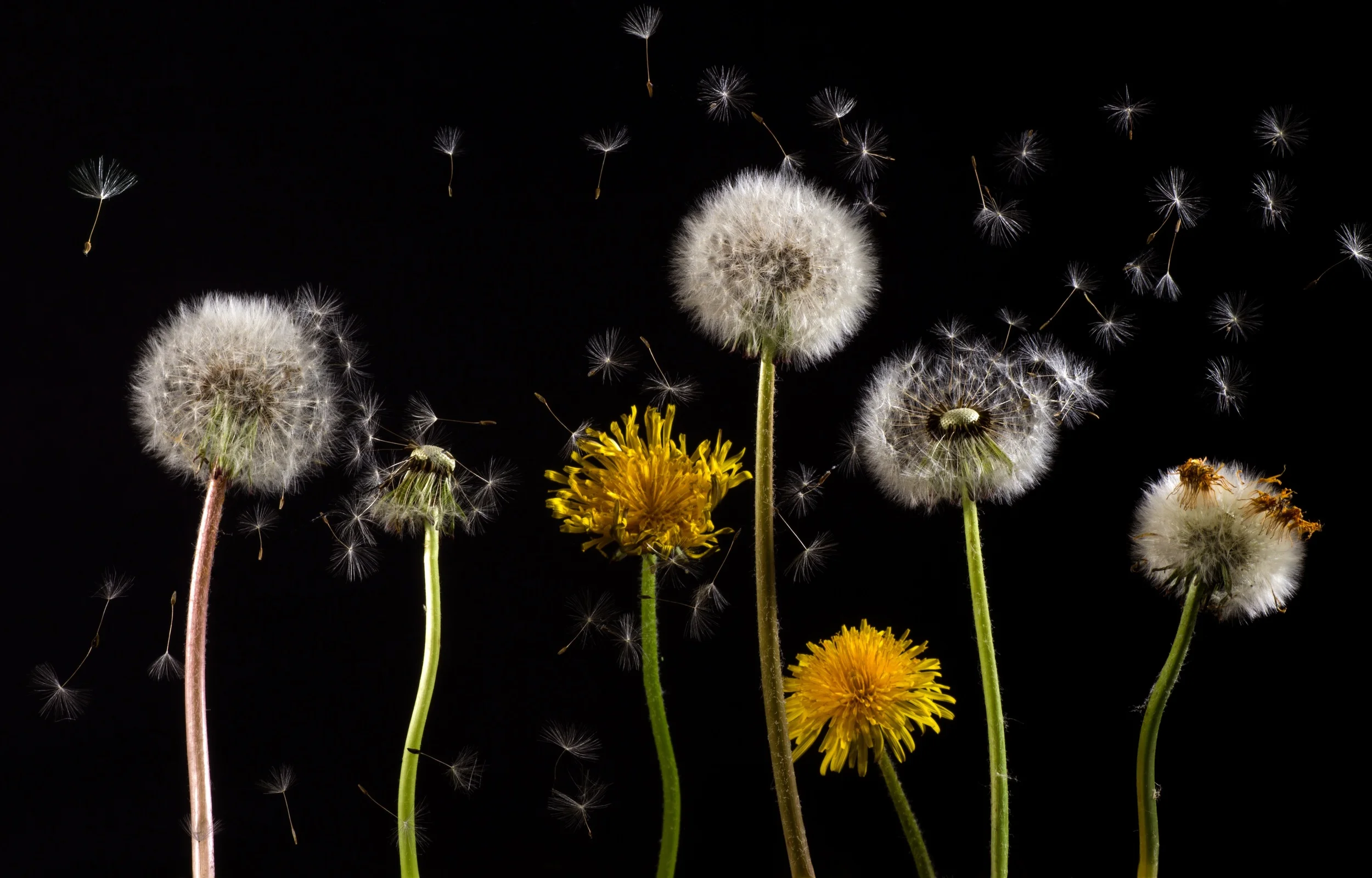 dandelion-macro-common-dandelion-taraxacum.jpg