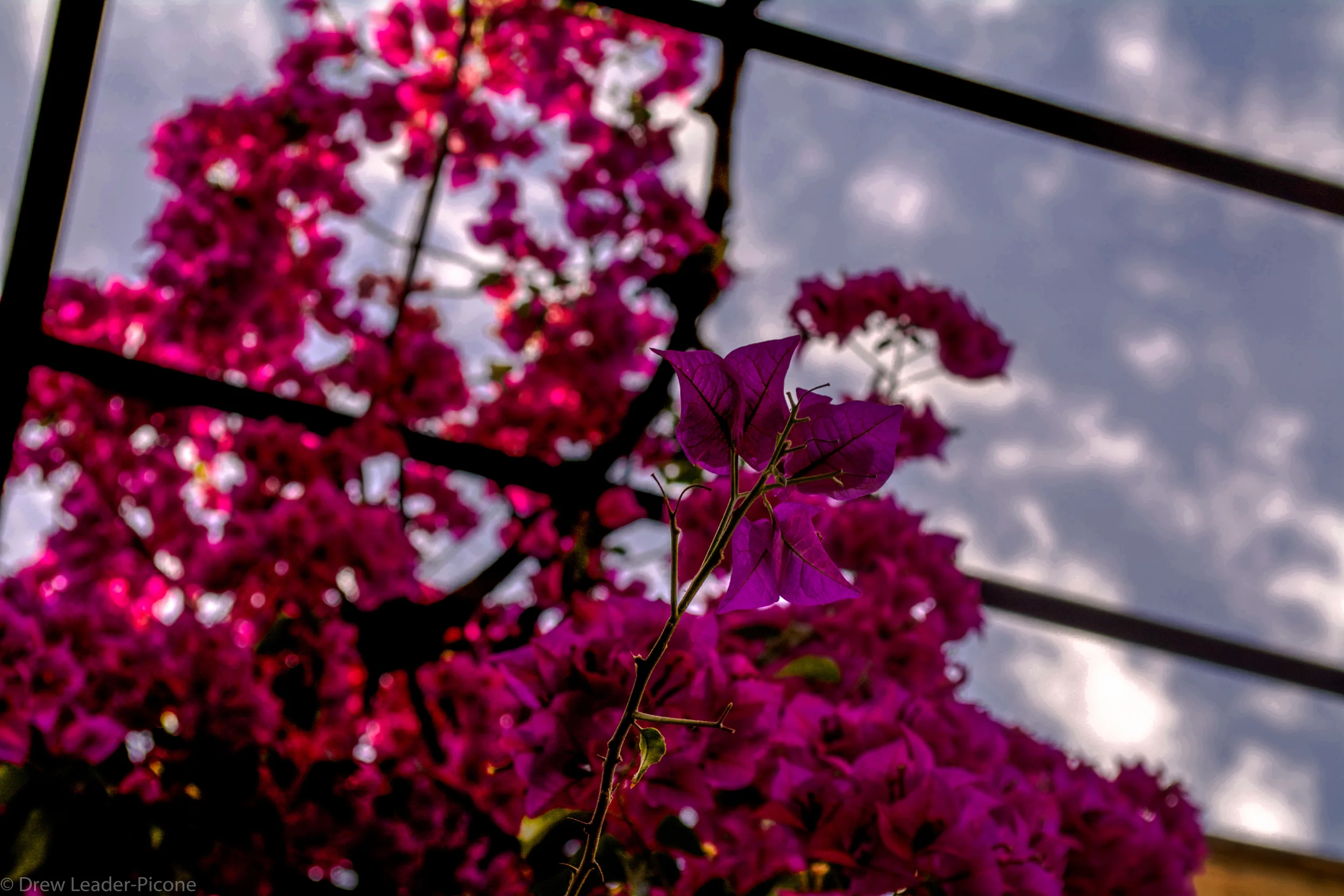 DSC_0433.jpg