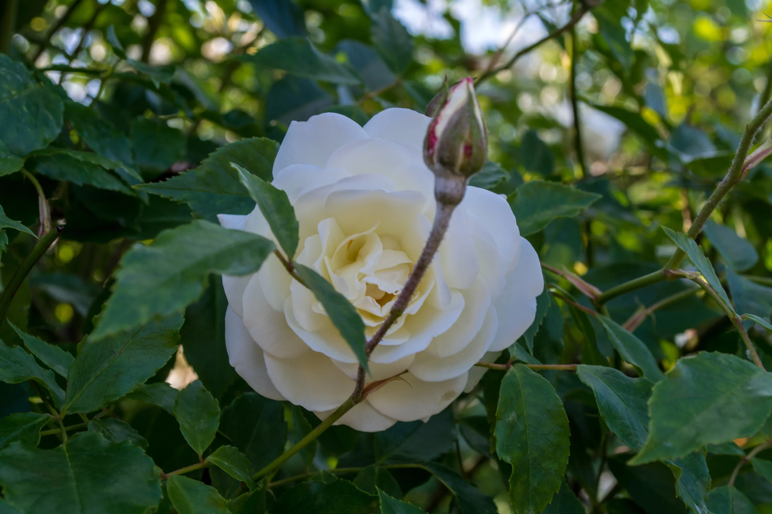 DSC_0375.jpg