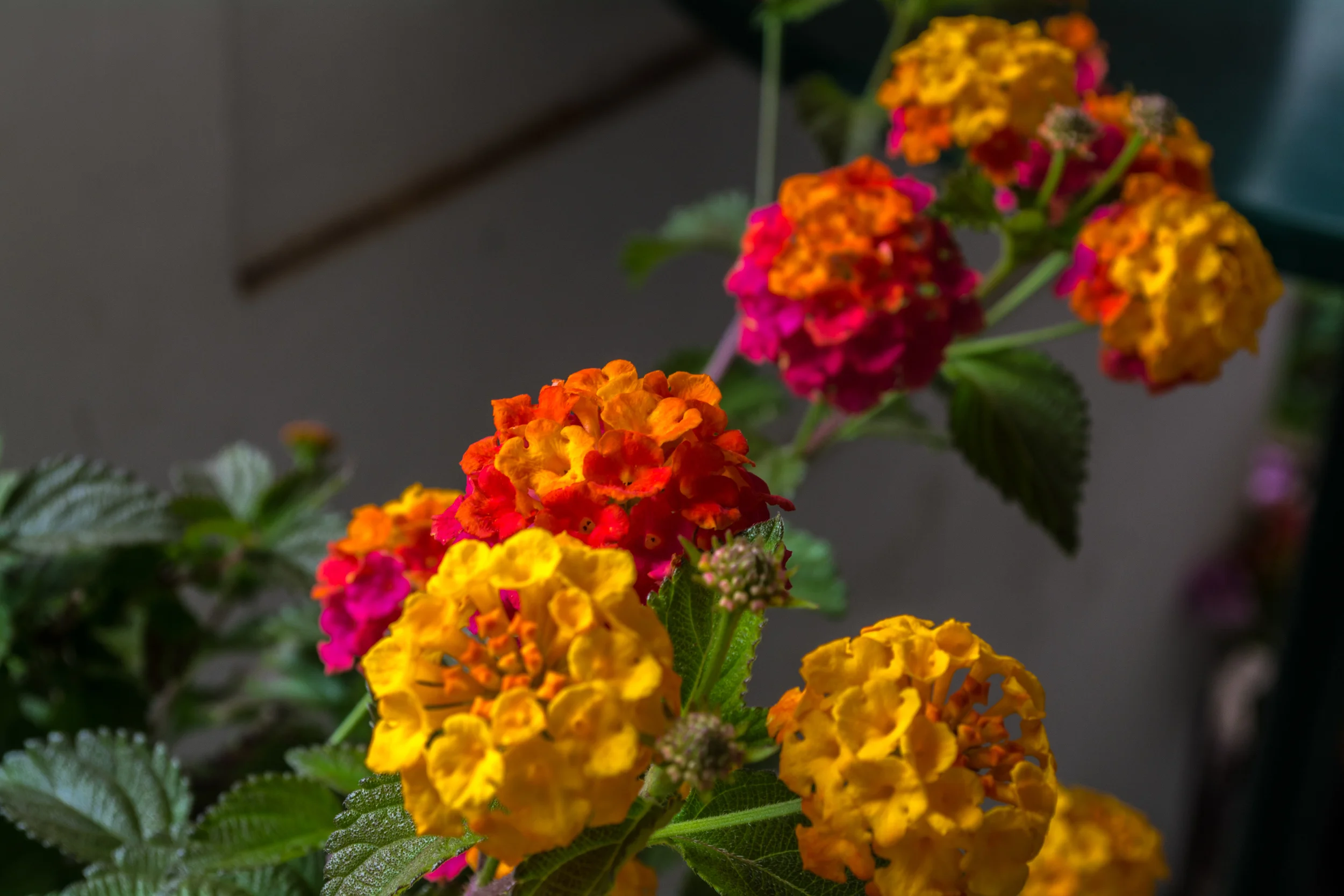 DSC_0655.jpg