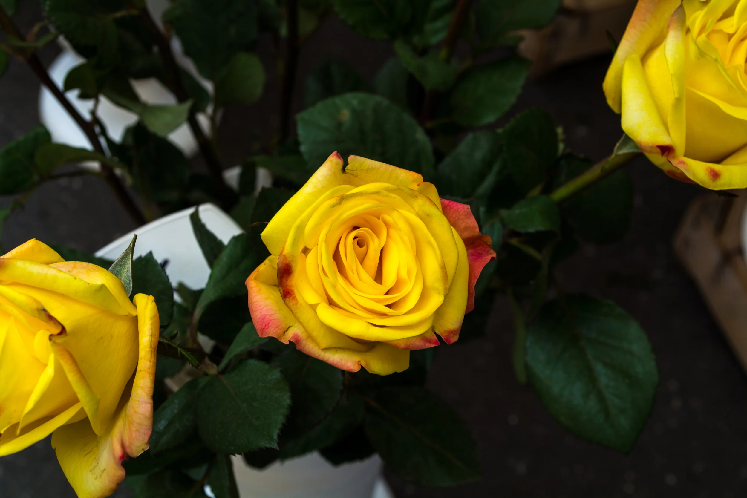 DSC_0774.jpg