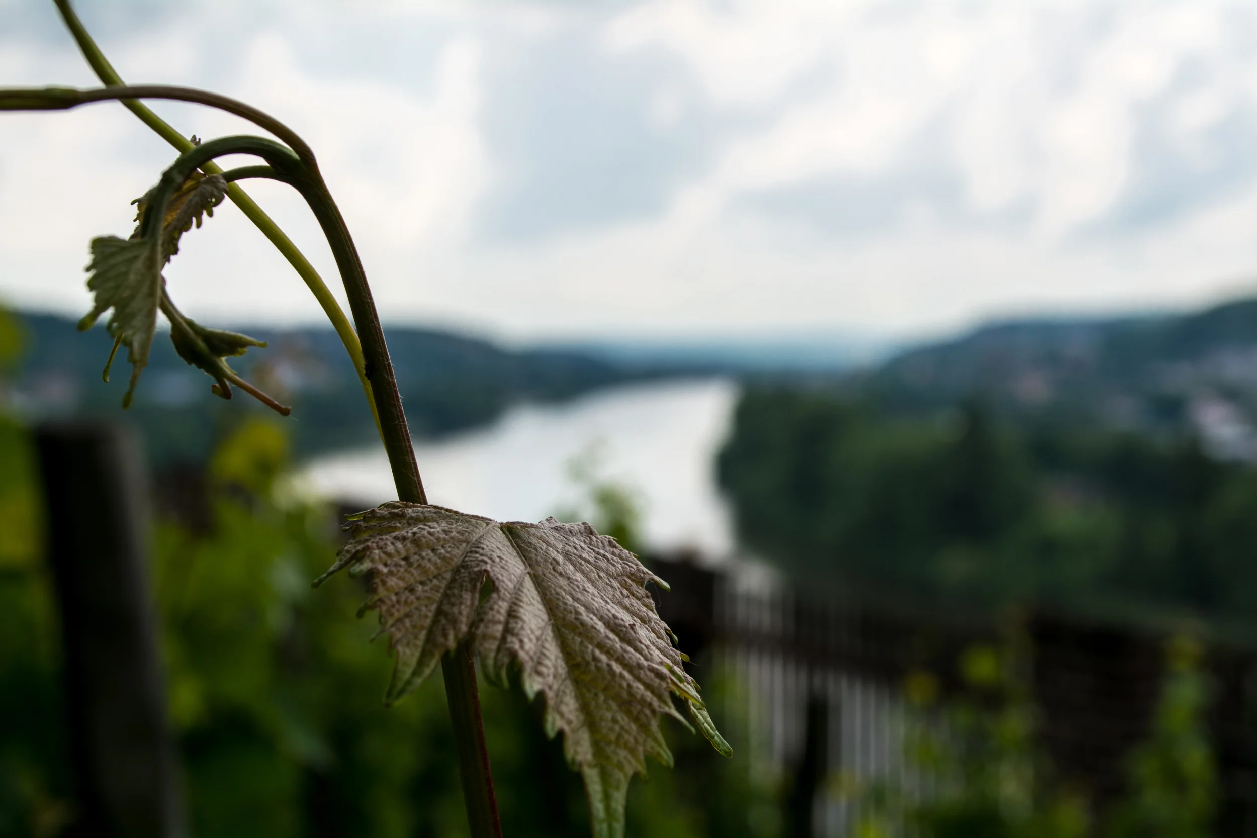DSC_0961.jpg
