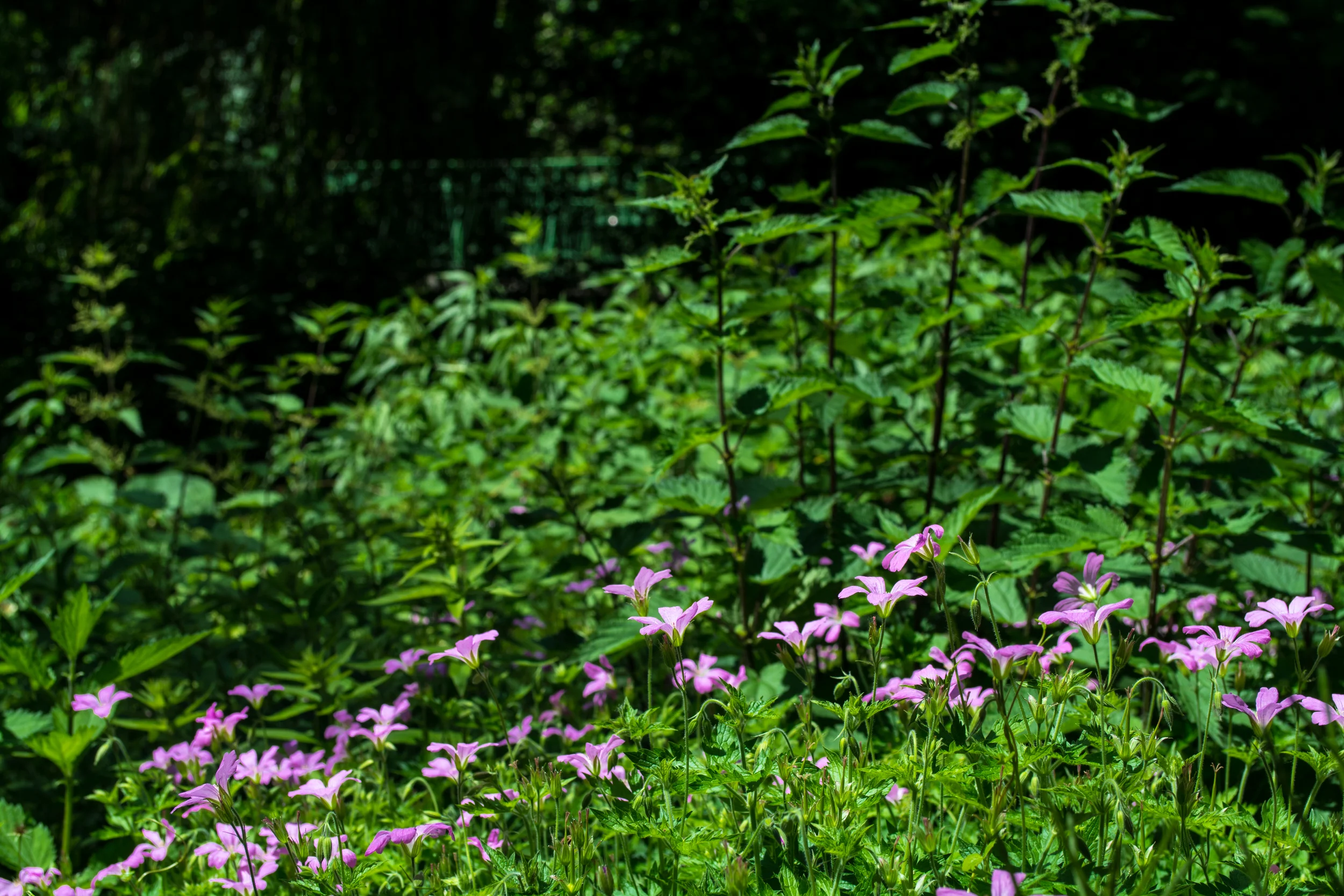 DSC_0558.jpg