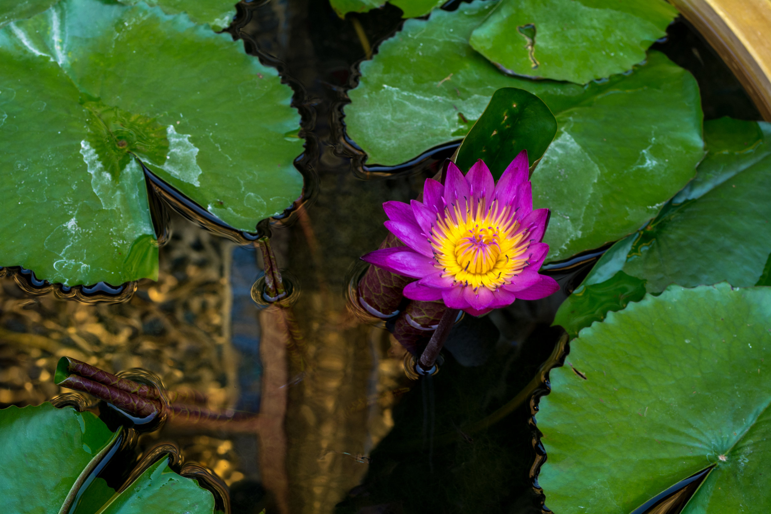 Chiang Mai - Day 1 -45.jpg