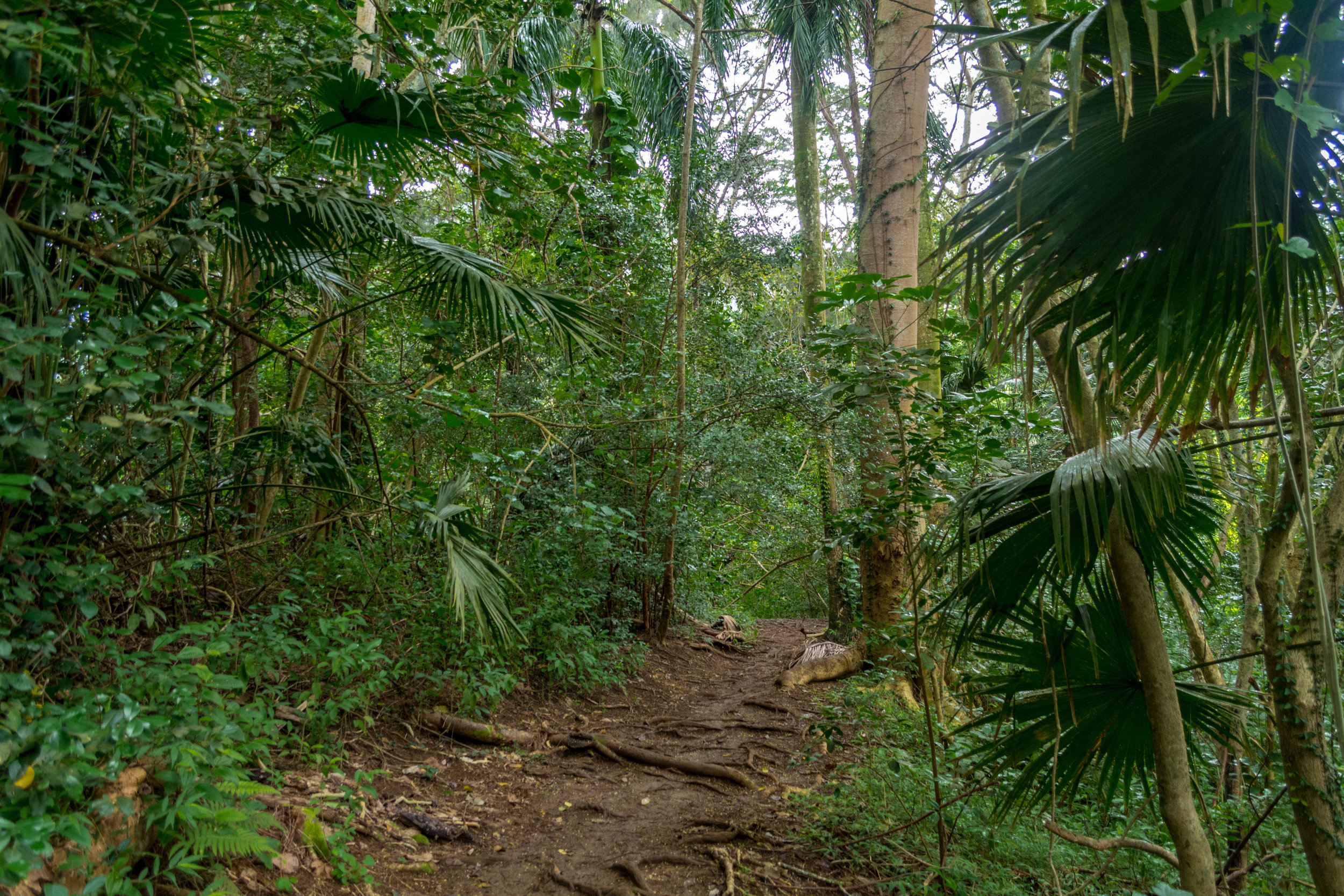 Oahu-1.jpg