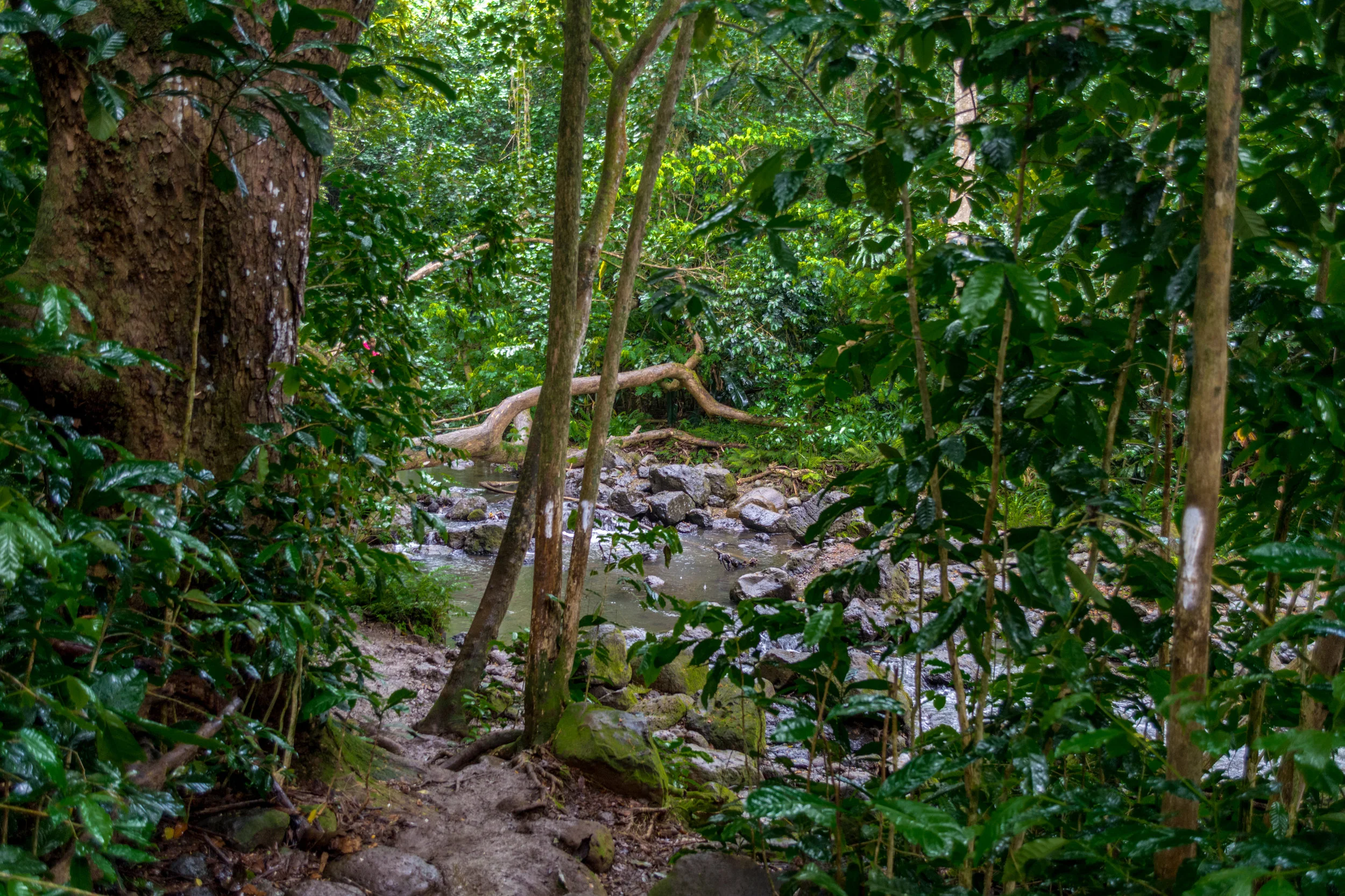 Oahu-56.jpg