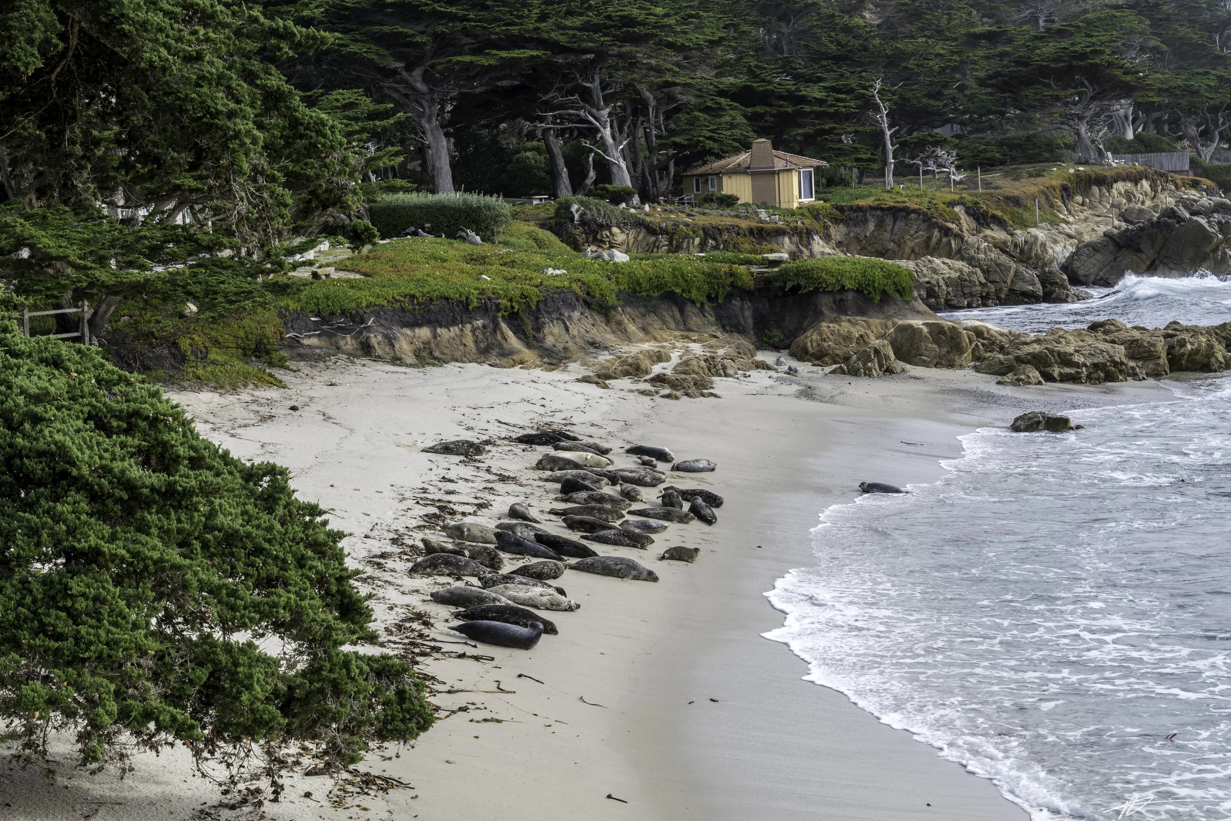 Big Sur-286.jpg