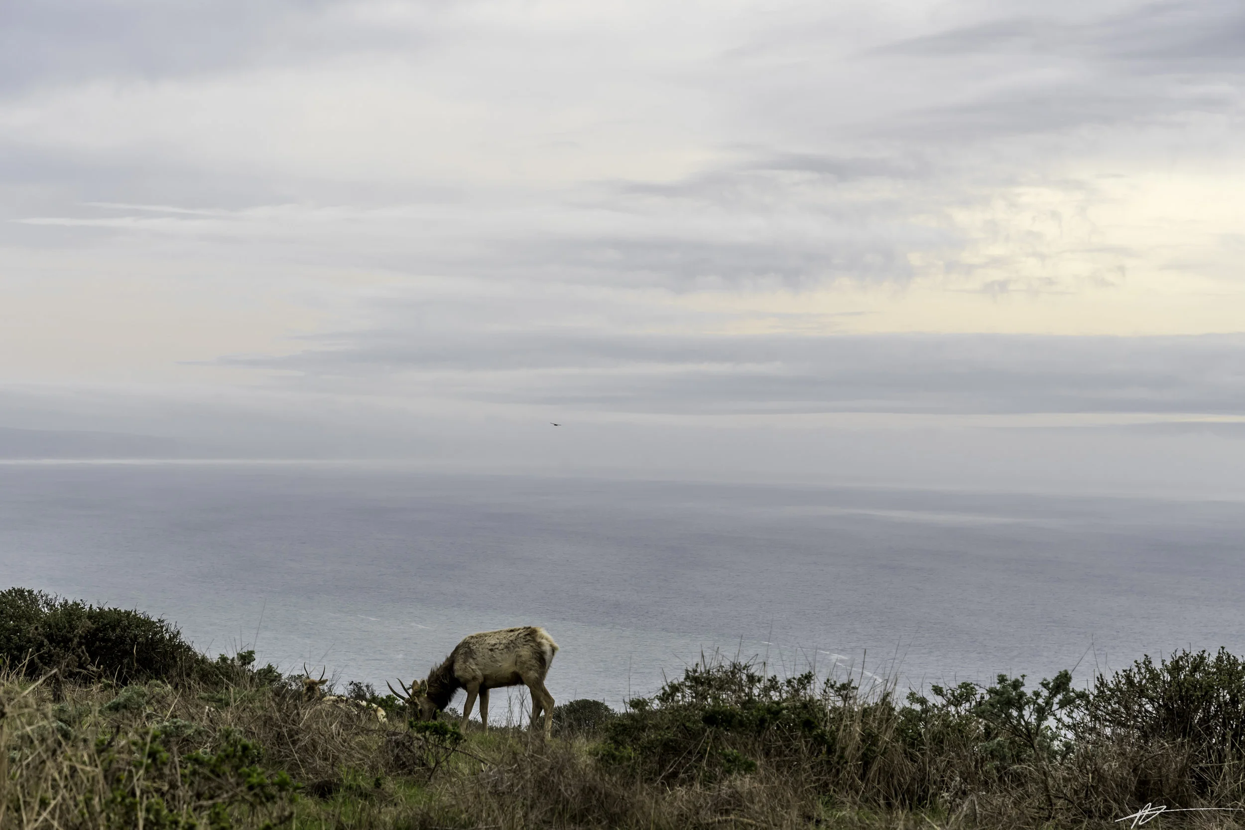 Tomales Point-9.jpg