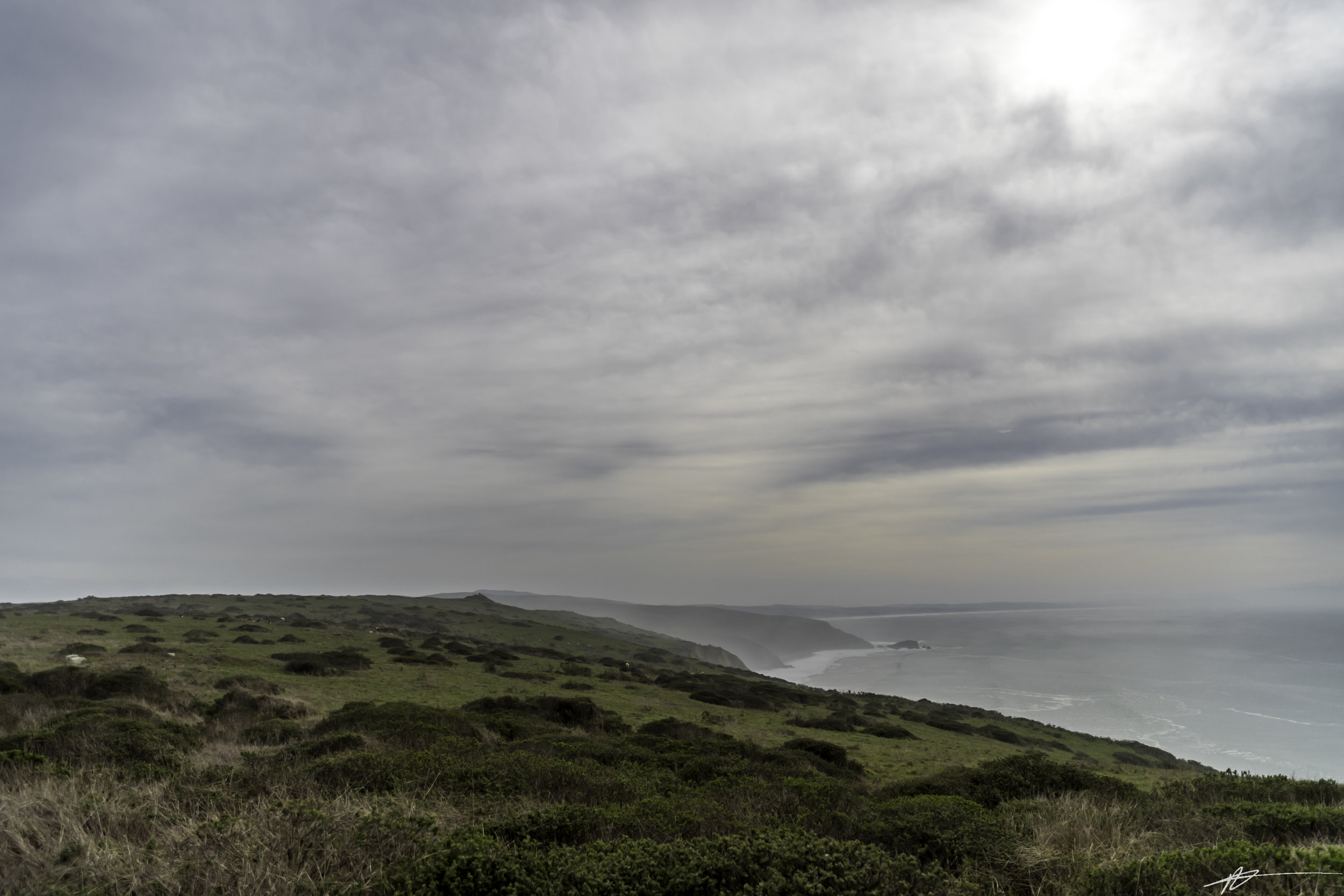 Tomales Point-15.jpg