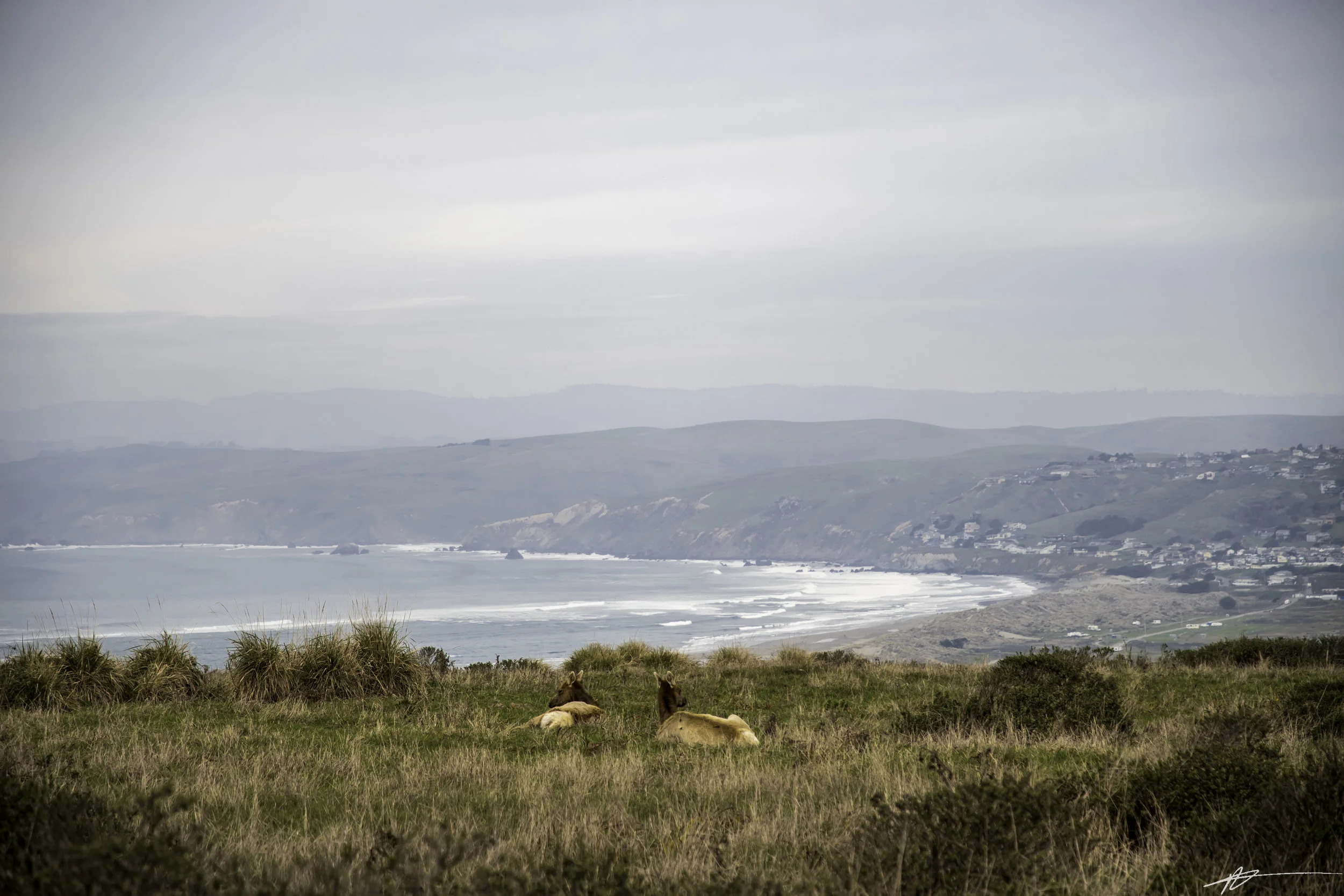 Tomales Point-28.jpg