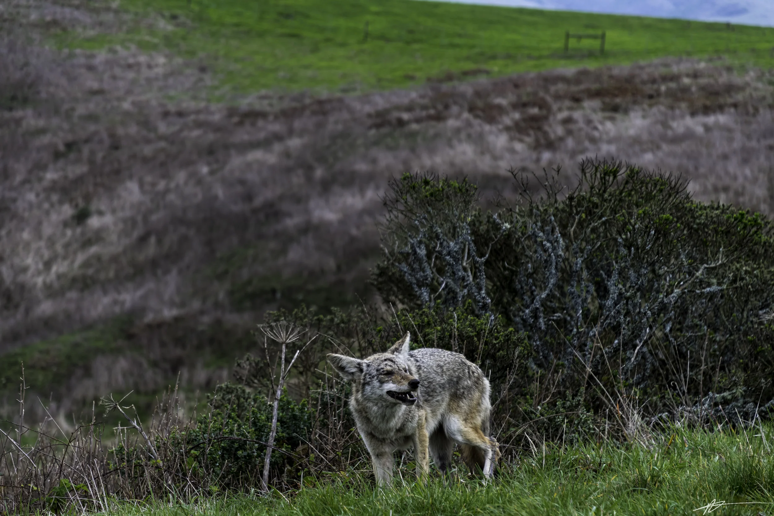 Tomales Point-89.jpg