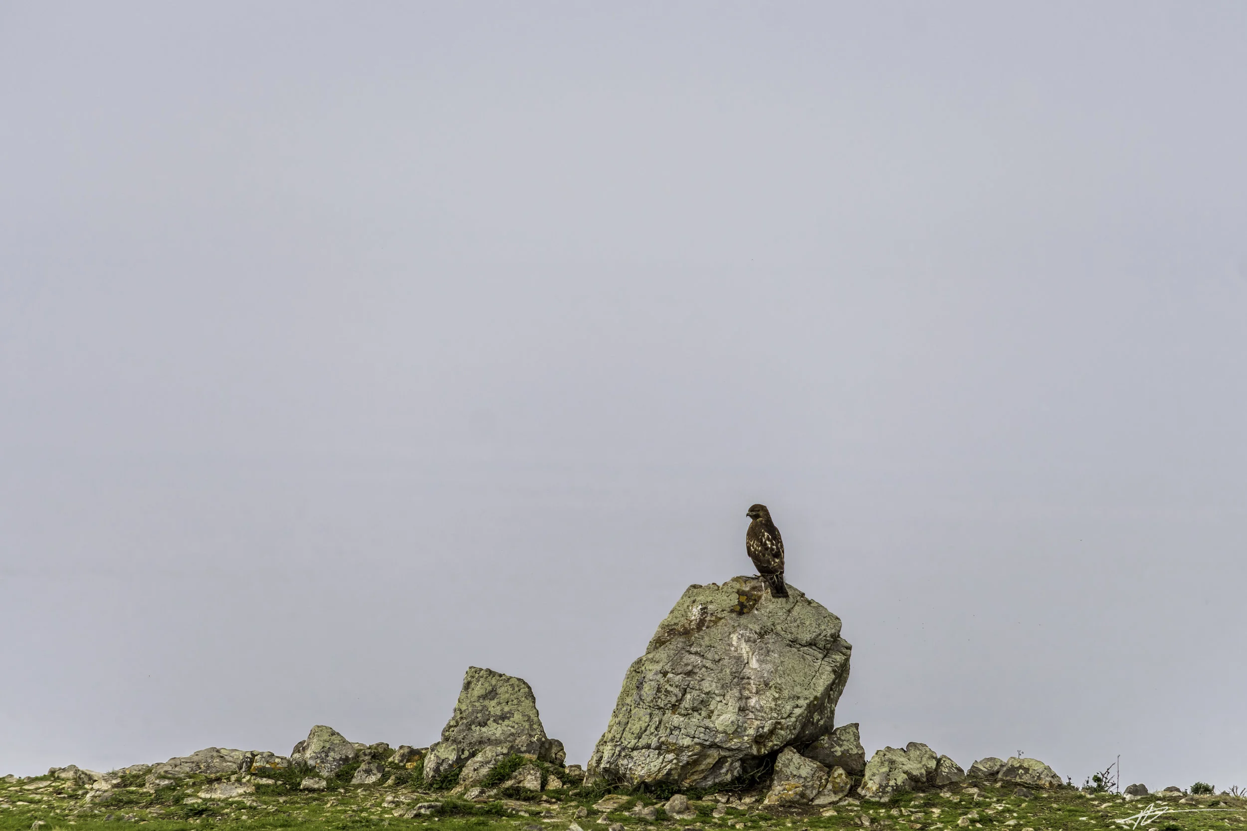 Tomales Point-104.jpg