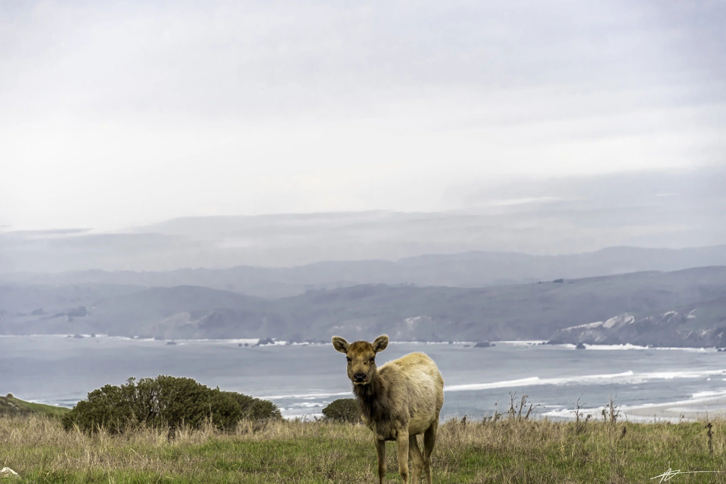 Tomales Point-110.jpg